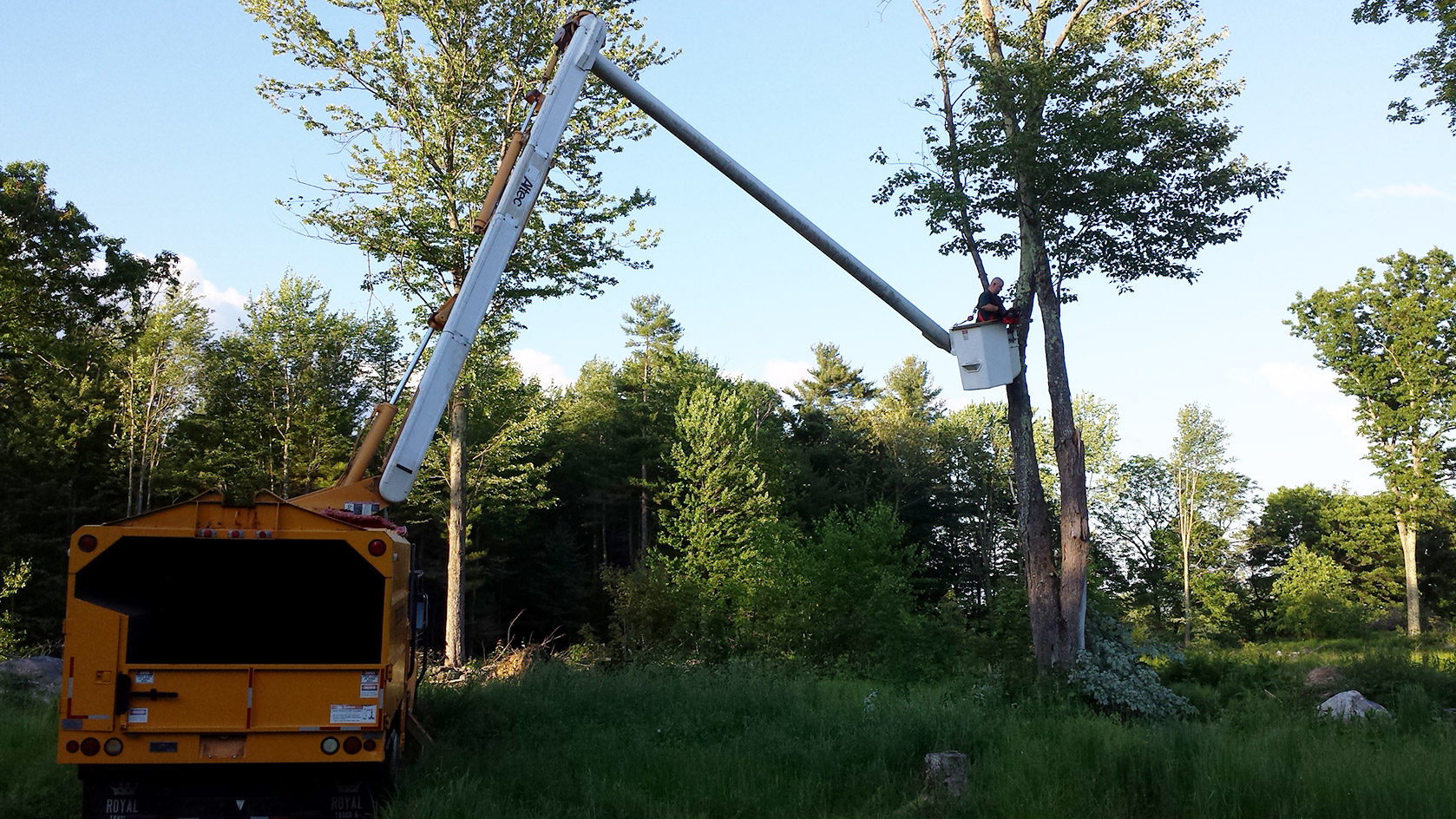 Mid Cheshire Trees Experienced with all types of trees, Macclesfield